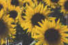 28.jpg (14463 bytes)