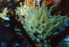 Nice anenome