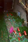 Mid March 2000 - South Side