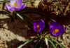 Mid March 2000 - Back Patio