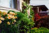 summerflowers10.jpg (68104 bytes)
