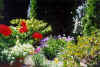 summerflowers4.jpg (81224 bytes)